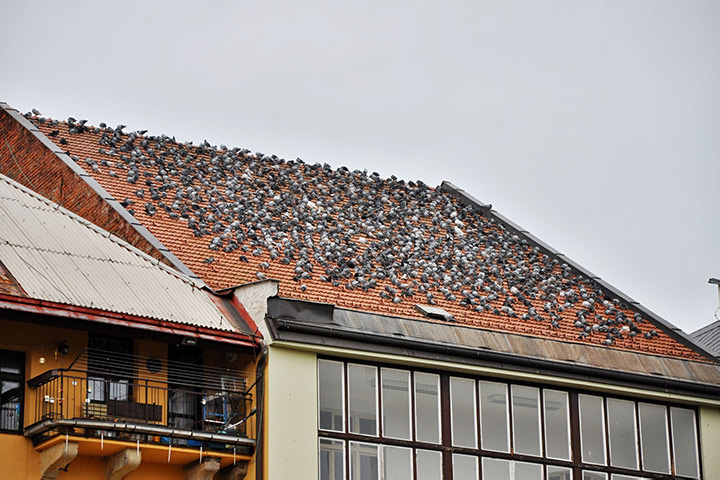 A2B Pest Control are able to install spikes to deter birds from roofs in Smethwick. 