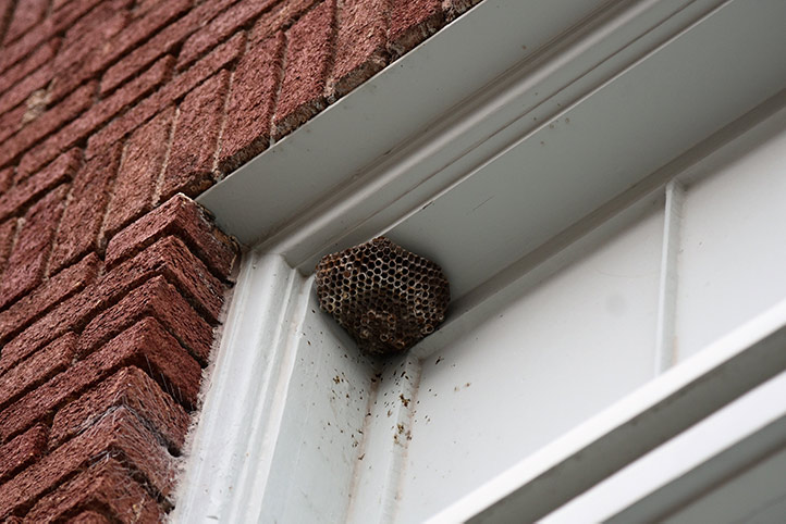 We provide a wasp nest removal service for domestic and commercial properties in Smethwick.